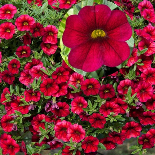 Calibrachoa Calita® 'Deep Red' - Puispetuunia Calita® 'Deep Red' P9/0,55L